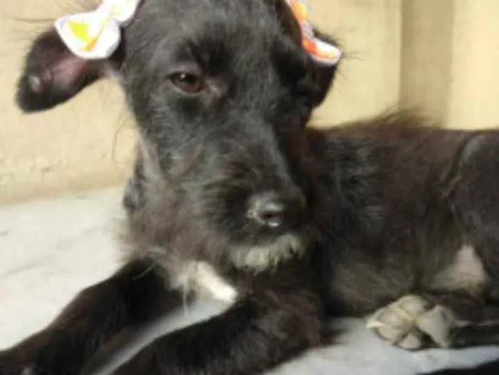 Cachorro ra a SRD idade 2 a 6 meses nome Fenix