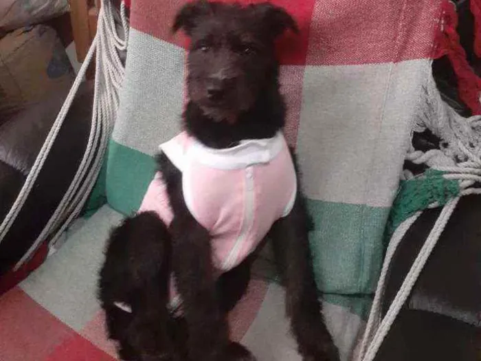 Cachorro raça SRD idade 2 a 6 meses nome Atena