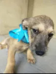Apolo
