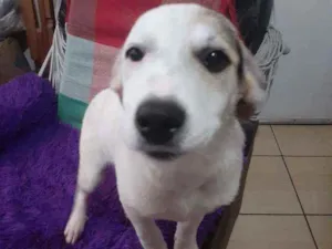 Cachorro raça SRD idade 2 a 6 meses nome Hera