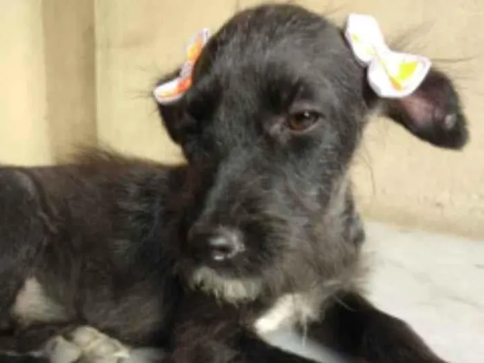 Cachorro ra a SRD idade 2 a 6 meses nome Fenix