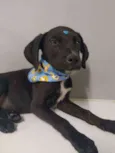 Túlio