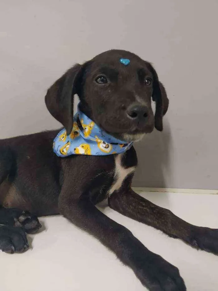 Cachorro raça SRD idade 2 a 6 meses nome Túlio