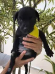 Cachorro raça SRD  idade Abaixo de 2 meses nome Sem nome
