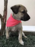 Cachorro raça SRD  idade Abaixo de 2 meses nome Sem nome