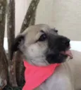 Cachorro raça SRD  idade Abaixo de 2 meses nome Sem nome