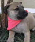 Cachorro raça SRD  idade Abaixo de 2 meses nome Sem nome