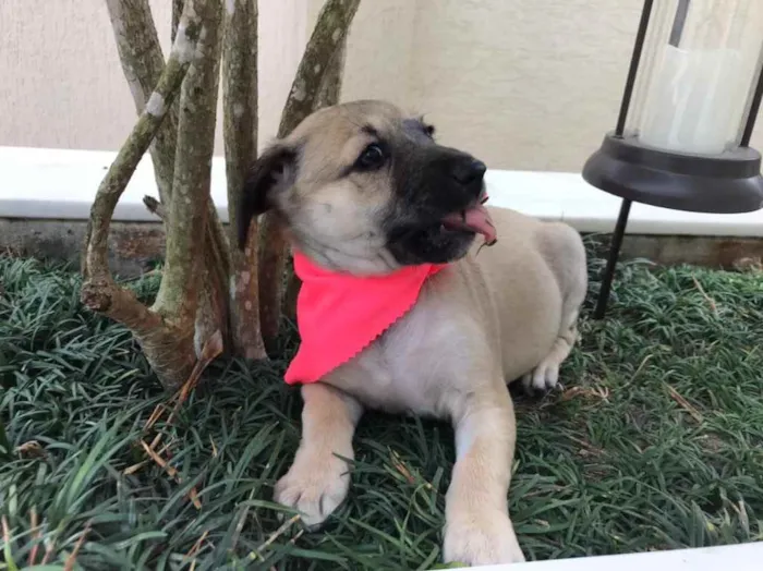 Cachorro raça SRD  idade Abaixo de 2 meses nome Sem nome