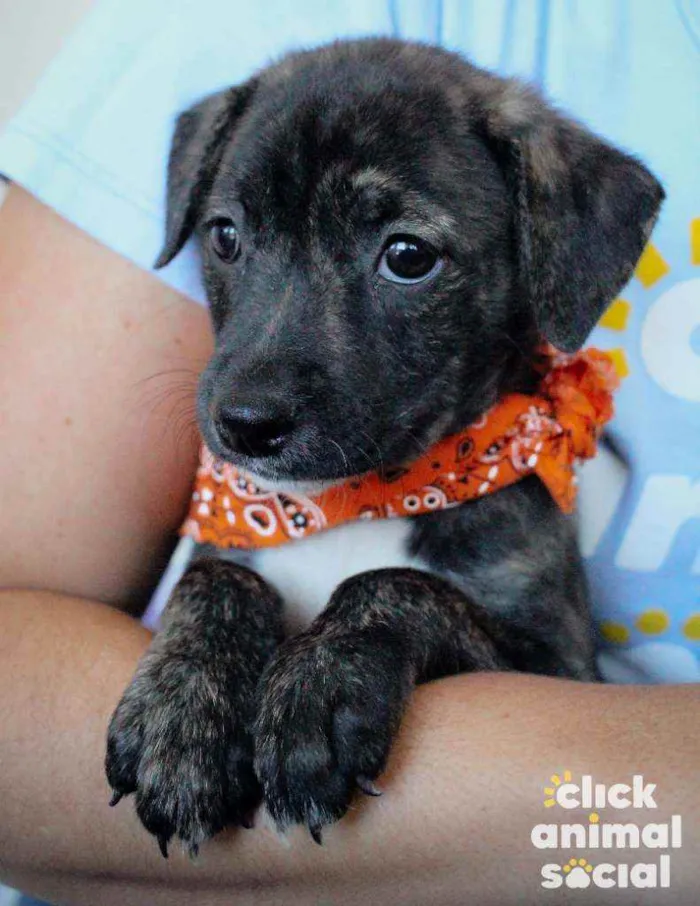 Cachorro ra a SRD ( SEM RACA DEFINIDA) idade 2 a 6 meses nome ANA PIETRA