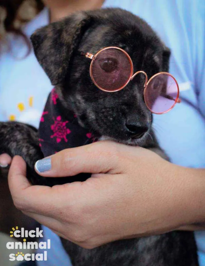 Cachorro ra a SRD ( SEM RACA DEFINIDA) idade 2 a 6 meses nome ANA PIETRA