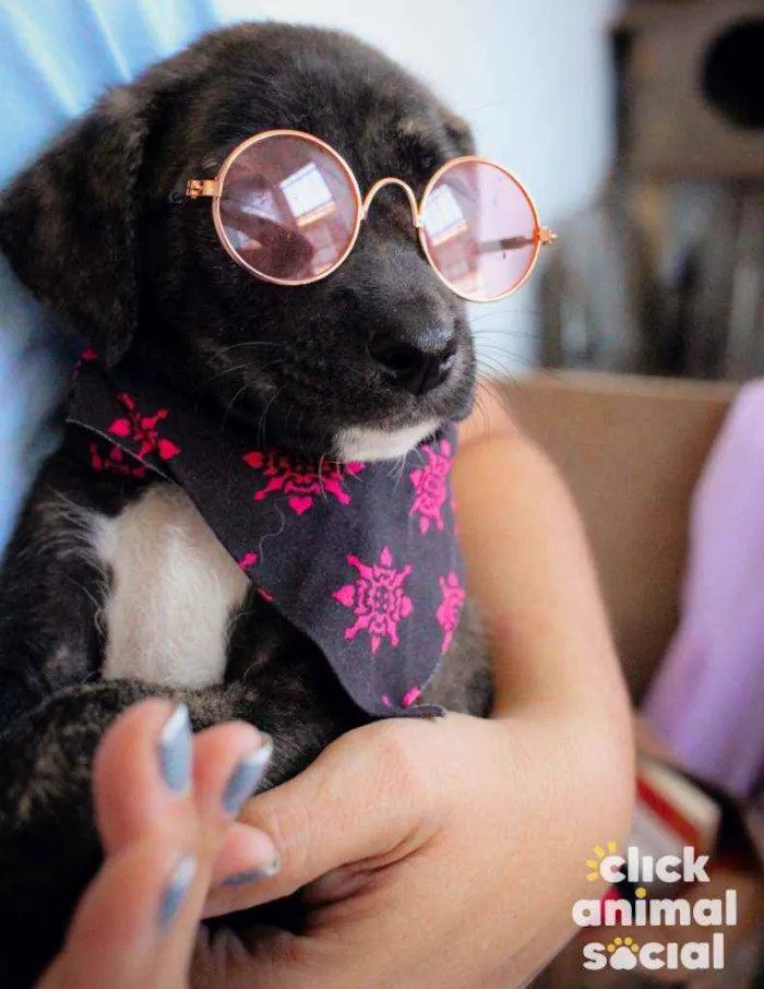 Cachorro ra a SRD ( SEM RACA DEFINIDA) idade 2 a 6 meses nome ANA PIETRA
