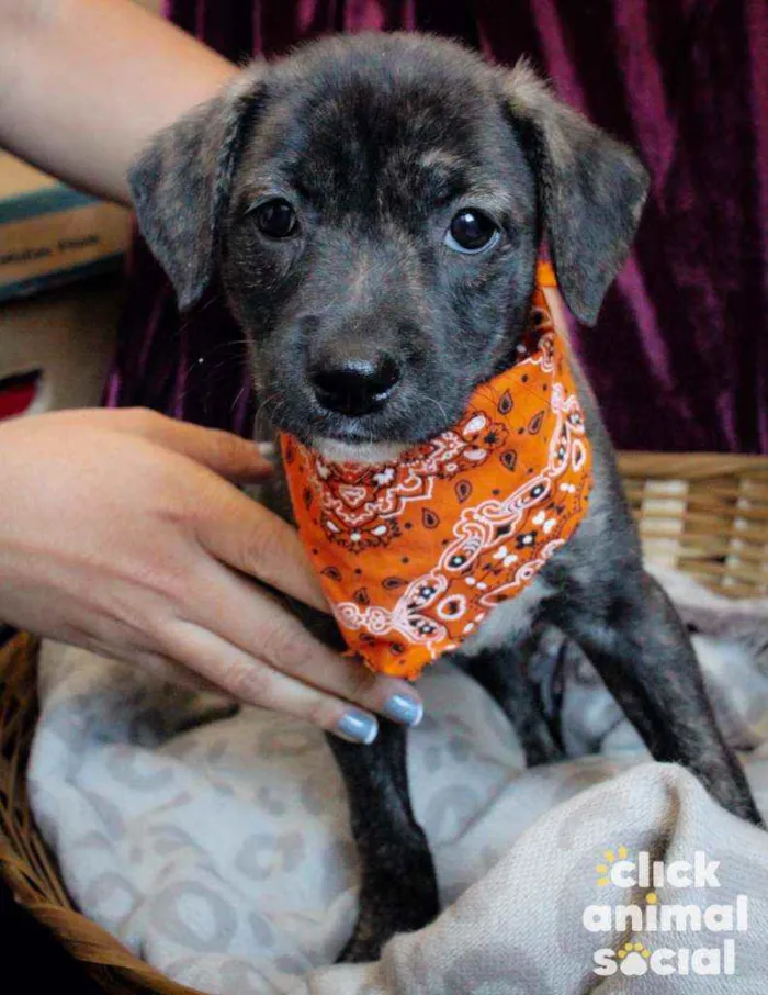 Cachorro ra a SRD ( SEM RACA DEFINIDA) idade 2 a 6 meses nome ANA PIETRA