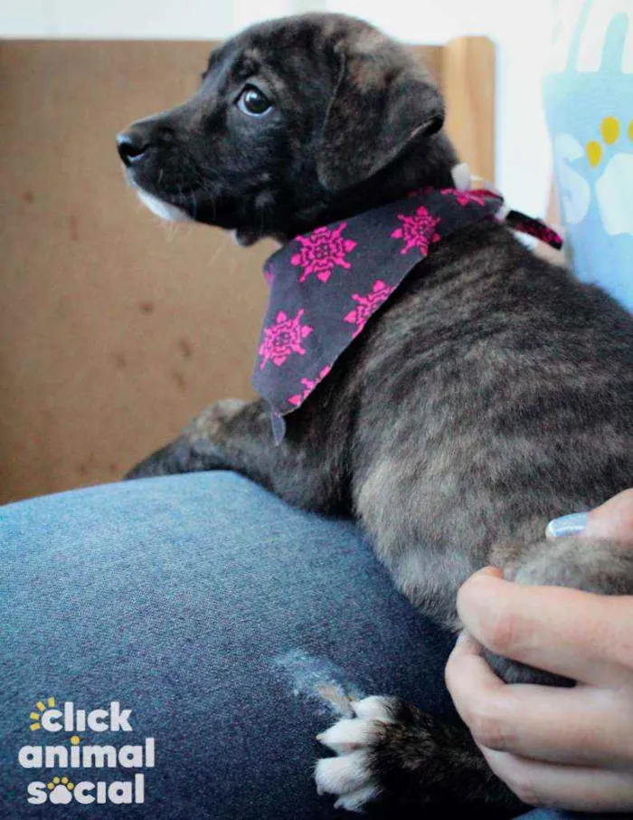 Cachorro ra a SRD ( SEM RACA DEFINIDA) idade 2 a 6 meses nome ANA PIETRA