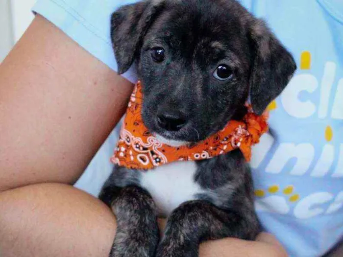 Cachorro ra a SRD ( SEM RACA DEFINIDA) idade 2 a 6 meses nome ANA PIETRA