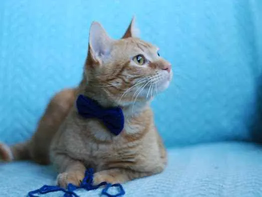 Gato ra a S.R.D. idade 1 ano nome Garfield