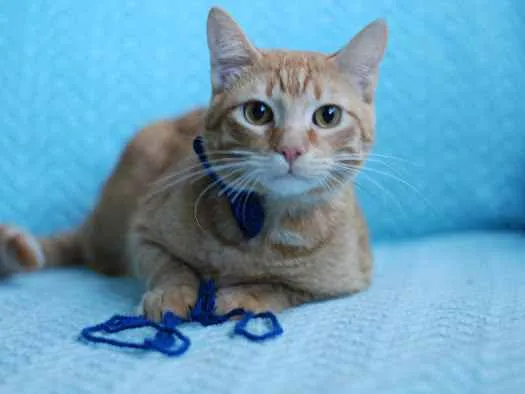 Gato ra a S.R.D. idade 1 ano nome Garfield