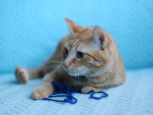 Gato ra a S.R.D. idade 1 ano nome Garfield