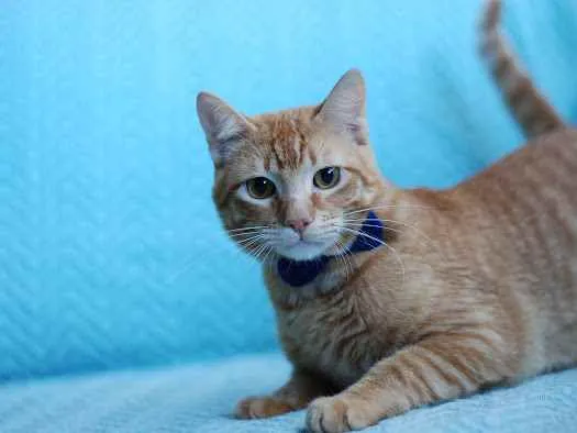 Gato ra a S.R.D. idade 1 ano nome Garfield