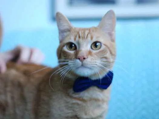 Gato ra a S.R.D. idade 1 ano nome Garfield