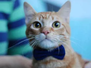 Gato raça S.R.D. idade 1 ano nome Garfield