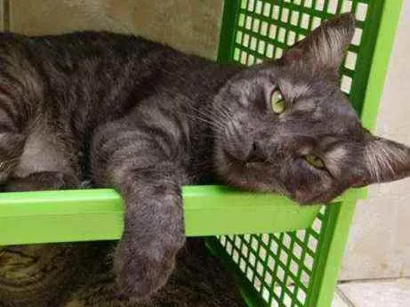 Gato ra a S.R.D. idade 2 anos nome Zeus