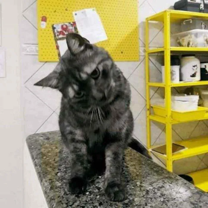 Gato ra a S.R.D. idade 2 anos nome Zeus