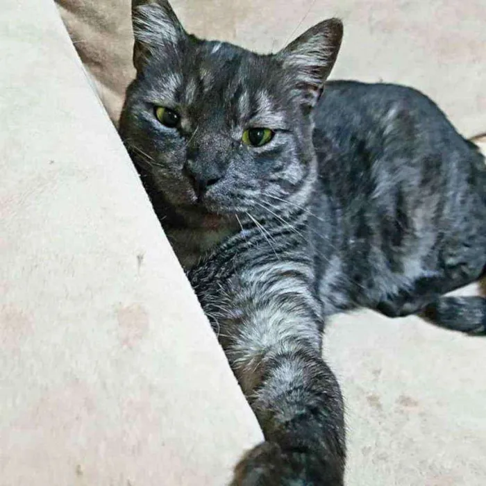 Gato ra a S.R.D. idade 2 anos nome Zeus