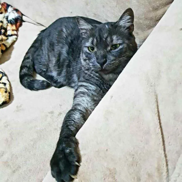 Gato ra a S.R.D. idade 2 anos nome Zeus