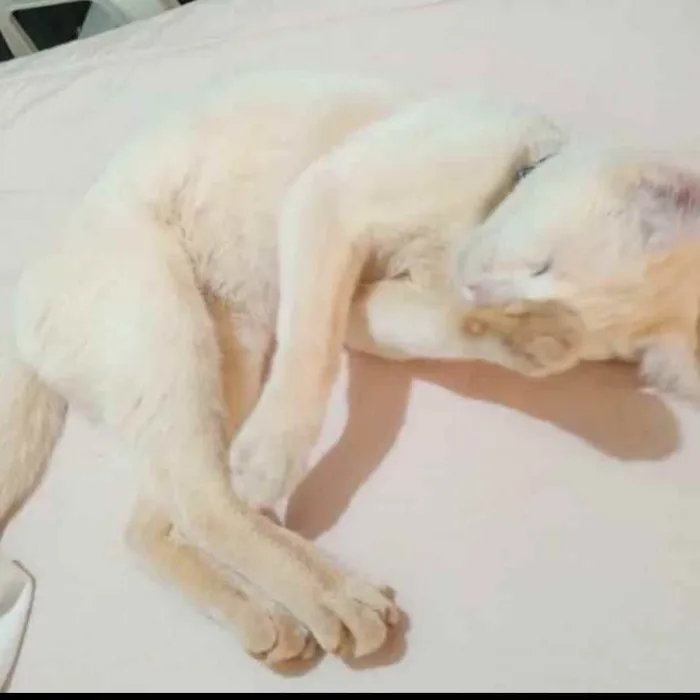 Gato ra a S.R.D. idade 2 anos nome Floquinho