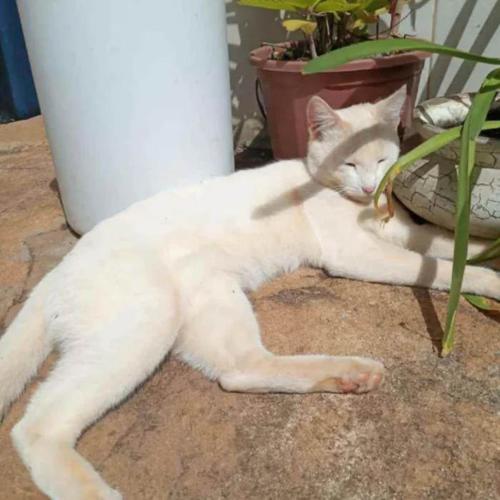 Gato ra a S.R.D. idade 2 anos nome Floquinho