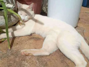 Gato raça S.R.D. idade 2 anos nome Floquinho