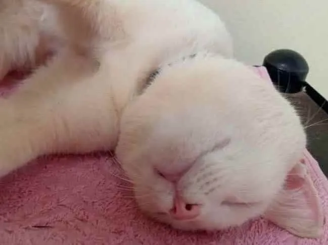 Gato ra a S.R.D. idade 2 anos nome Floquinho