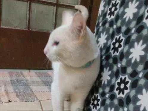 Gato ra a S.R.D. idade 2 anos nome Floquinho