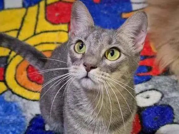 Gato raça Srd idade 2 a 6 meses nome Pepita