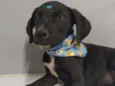 Túlio