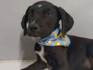 Cachorro raça SRD idade 2 a 6 meses nome Túlio