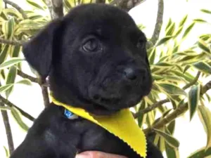 Cachorro raça SRD  idade Abaixo de 2 meses nome Sem nome