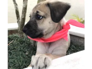 Cachorro raça SRD  idade Abaixo de 2 meses nome Sem nome