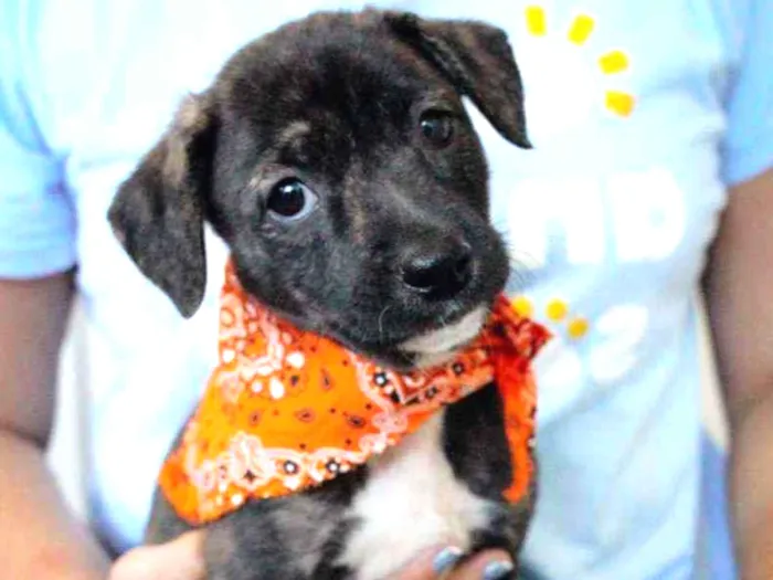 Cachorro ra a SRD ( SEM RACA DEFINIDA) idade 2 a 6 meses nome ANA PIETRA