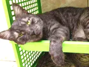 Gato raça S.R.D. idade 2 anos nome Zeus