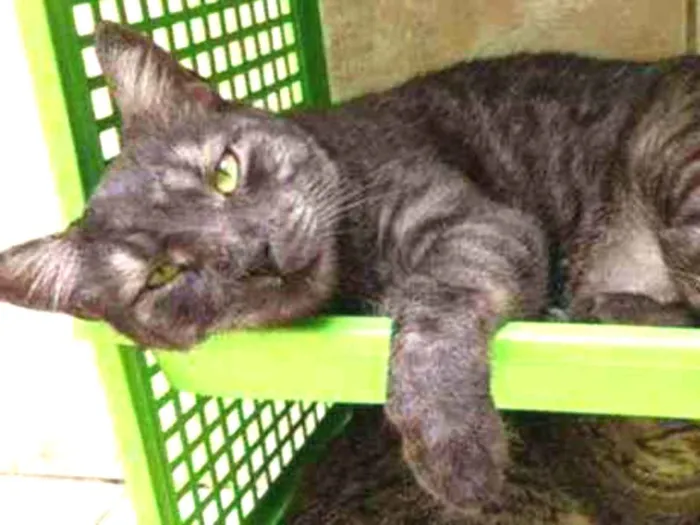 Gato ra a S.R.D. idade 2 anos nome Zeus