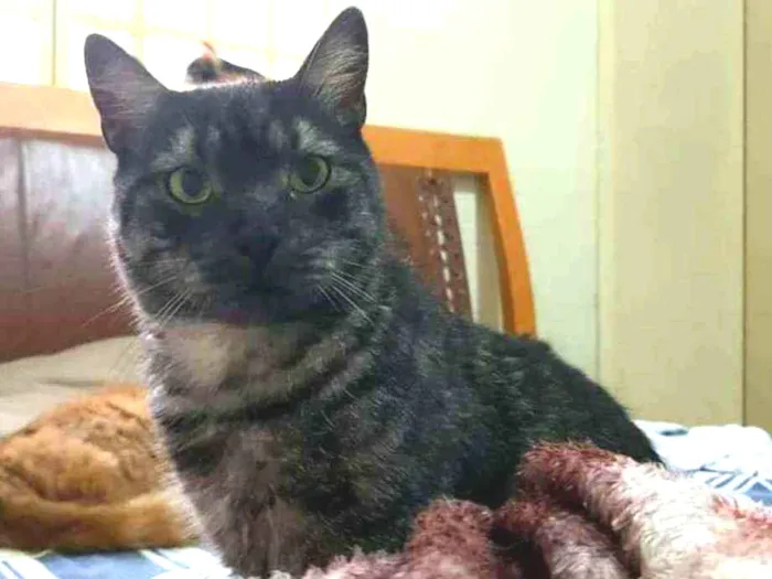 Gato ra a S.R.D. idade 2 anos nome Zeus