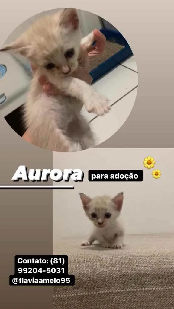 Gato ra a SRD idade Abaixo de 2 meses nome Aurora 