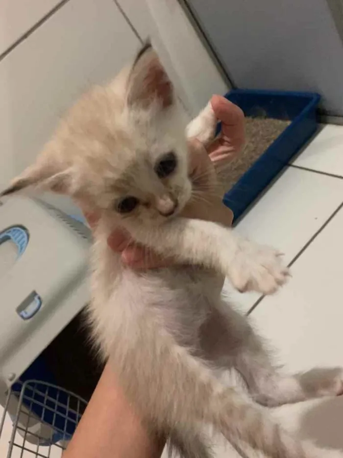 Gato ra a SRD idade Abaixo de 2 meses nome Aurora 