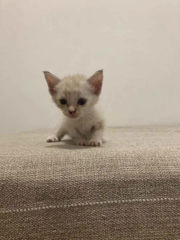 Gato ra a SRD idade Abaixo de 2 meses nome Aurora 