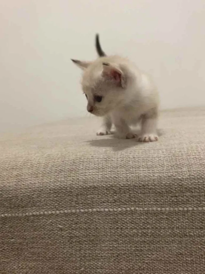Gato ra a SRD idade Abaixo de 2 meses nome Aurora 