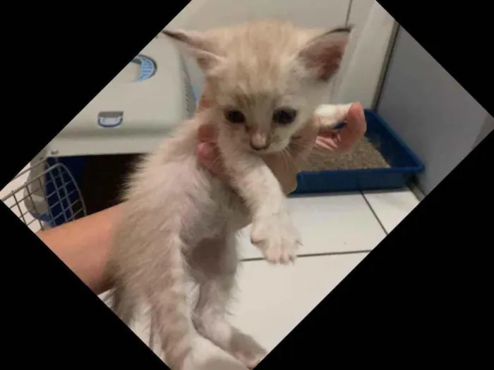 Gato ra a SRD idade Abaixo de 2 meses nome Aurora 
