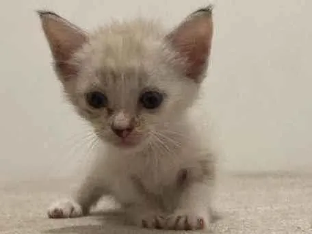 Gato ra a SRD idade Abaixo de 2 meses nome Aurora 