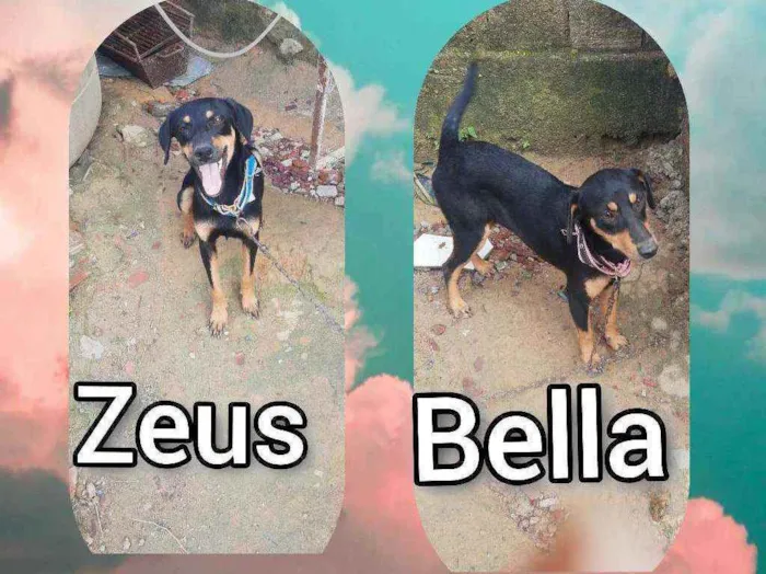 Cachorro ra a Não sei idade 7 a 11 meses nome Zeus e Bella