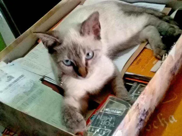 Gato ra a Mestiço  idade 7 a 11 meses nome Nona